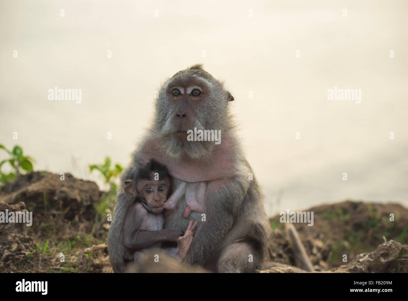 Wild monkey mom breastfeeding curious baby ape in their natural habitat. Stock Photo