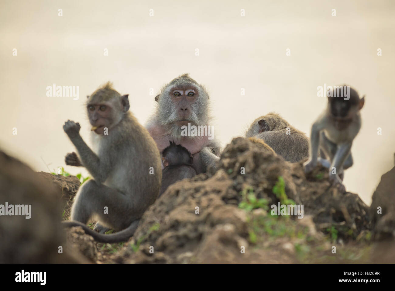 Family of wild monkeys in natural habitat, mom with baby and ape eating. Wildlife conservation campaign. Stock Photo