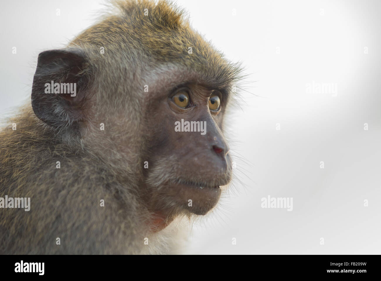 Wild monkey face close up portrait, wildlife photography ideal for ecotourism conservation campaign. Stock Photo