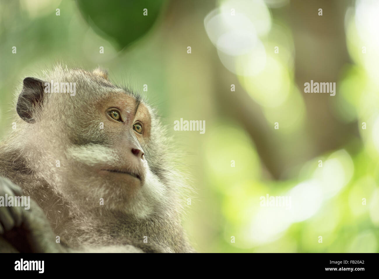 Face portrait of wild monkey in natural habitat. Wildlife conservation and animal rights campaign. Stock Photo