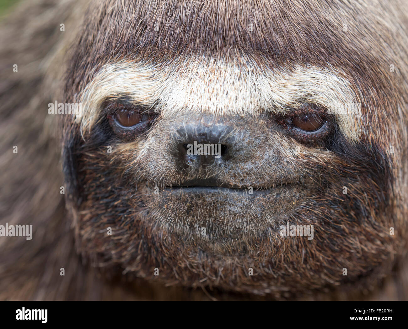Brown-throated three-toed Sloth (Bradypus variegatus) portrait, Pacaya Samiria National Reserve, Yanayacu River, Peru Stock Photo