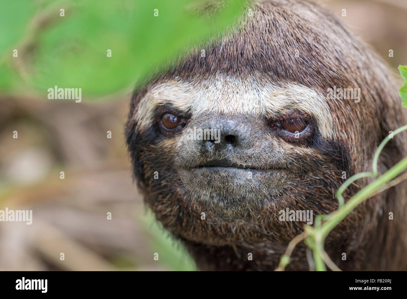 Brown-throated three-toed Sloth (Bradypus variegatus) portrait, Pacaya Samiria National Reserve, Yanayacu River, Peru Stock Photo