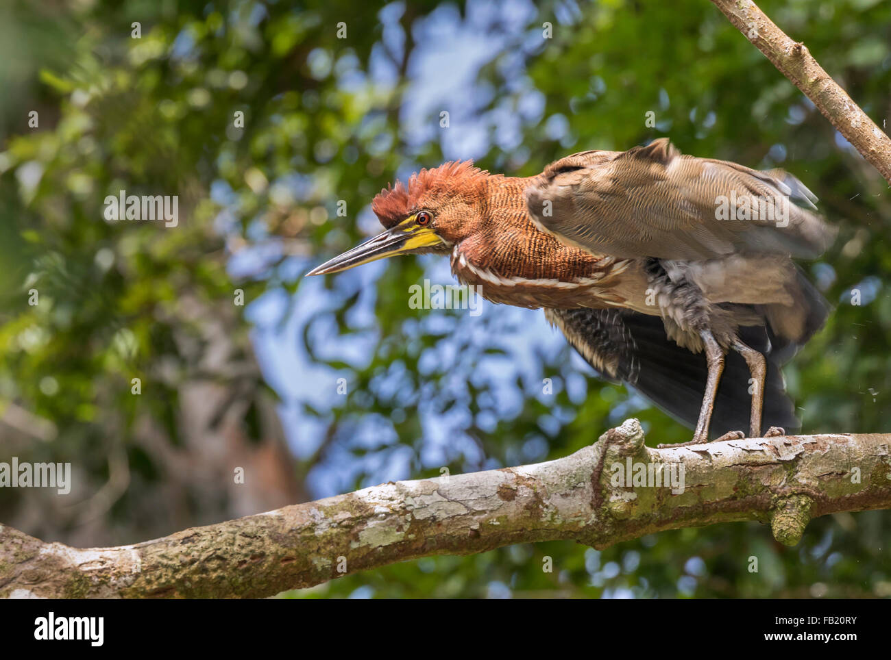 Rufescent tiger heron (Tigrisoma lineatum) in rainforest, Pacaya ...