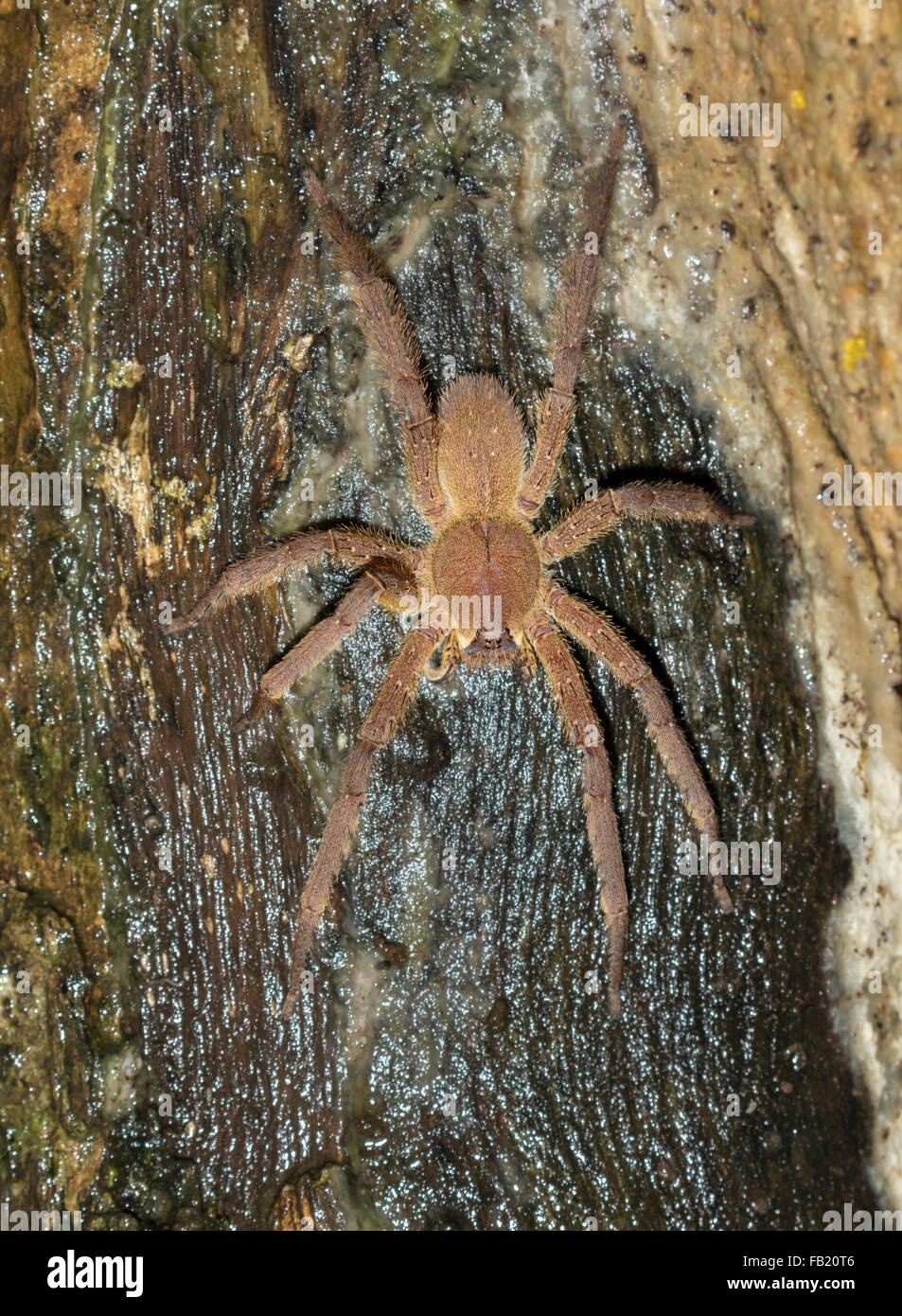 Brazilian wandering spider (Phoneutria fera) on a tree in rainforest at night, Pacaya Samiria National Reserve, Yanayacu River, Peru Stock Photo