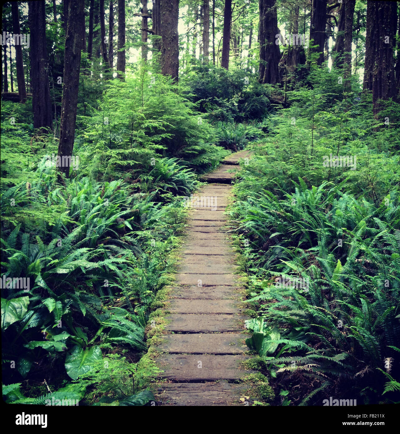 wooden boardwalk in forest Stock Photo Alamy