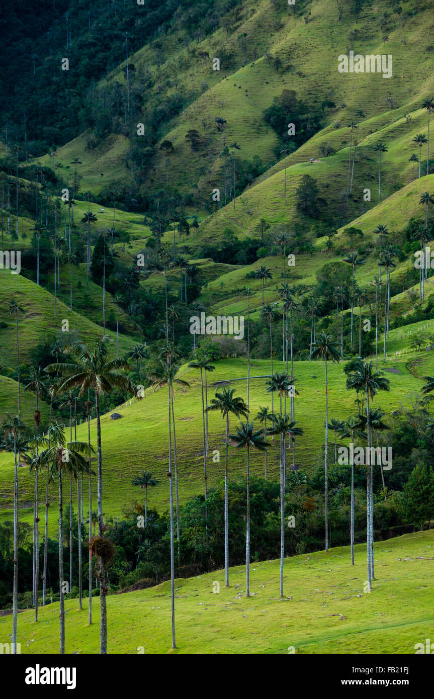 Green valley with tall palm trees in Valle de Cocora Stock Photo