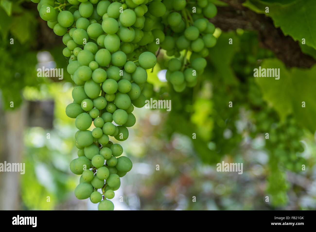 Table grapes on the vine Stock Photo Alamy