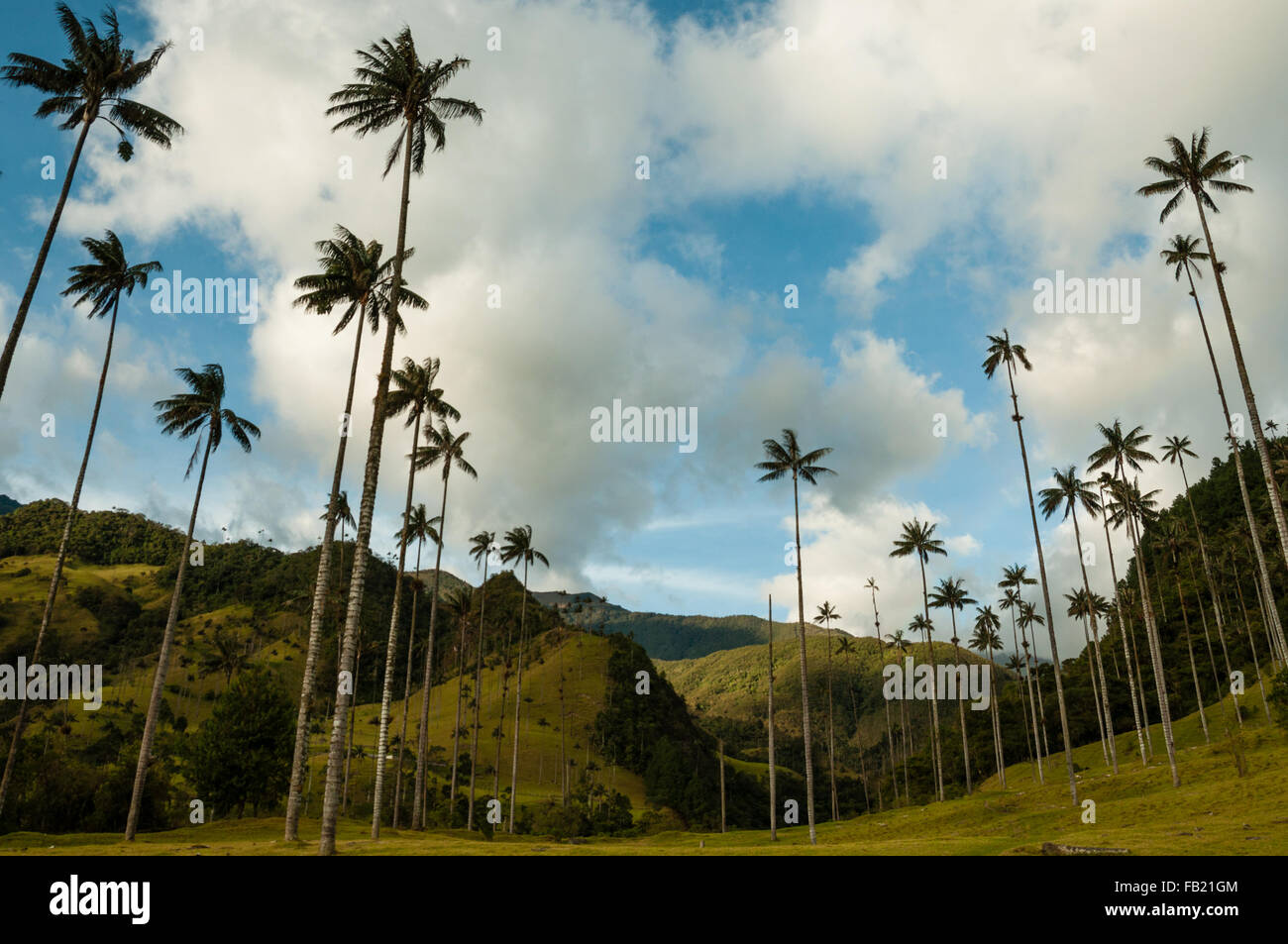 Tall Palm trees on green grass under blue sky with clouds in Cocora Valley Stock Photo