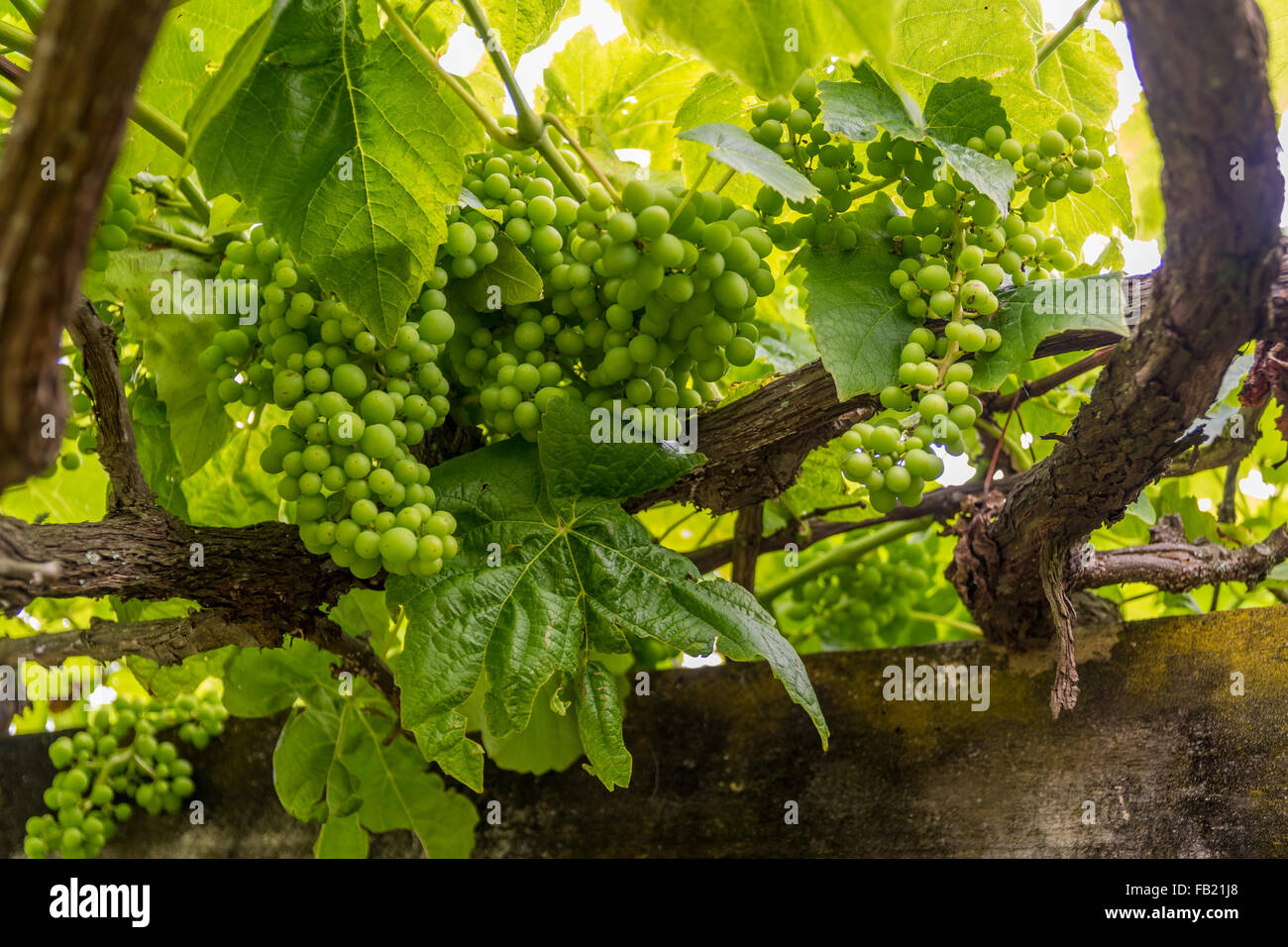 Table grapes on the vine Stock Photo Alamy