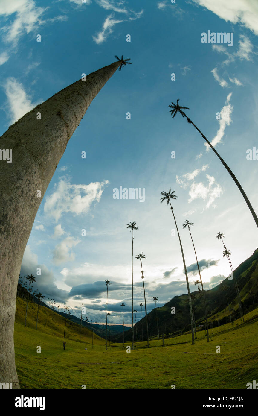 Tall Palm trees on green grass under blue sky with clouds in Cocora Valley Stock Photo