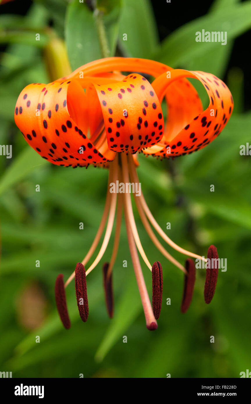 Lilium superbum, Turk's Cap Lily Stock Photo