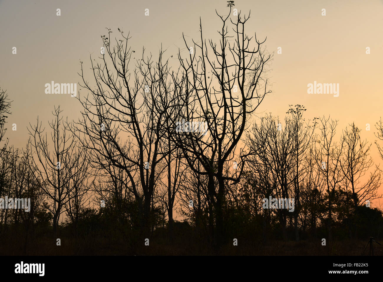 Dead tree in the sunset with a bright orange background Stock Photo - Alamy