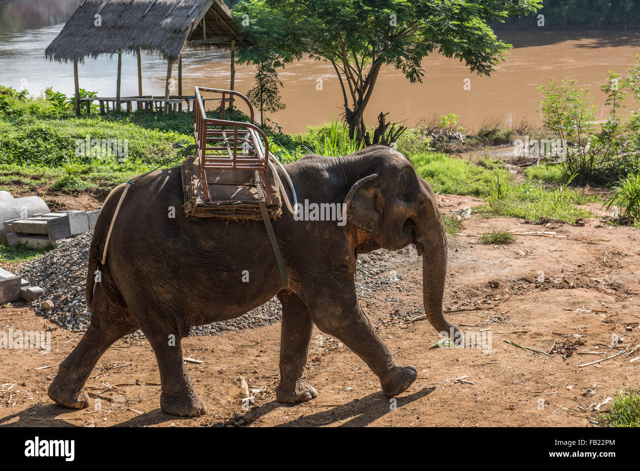Elephant On Nam Khan River Banks Stock Photo