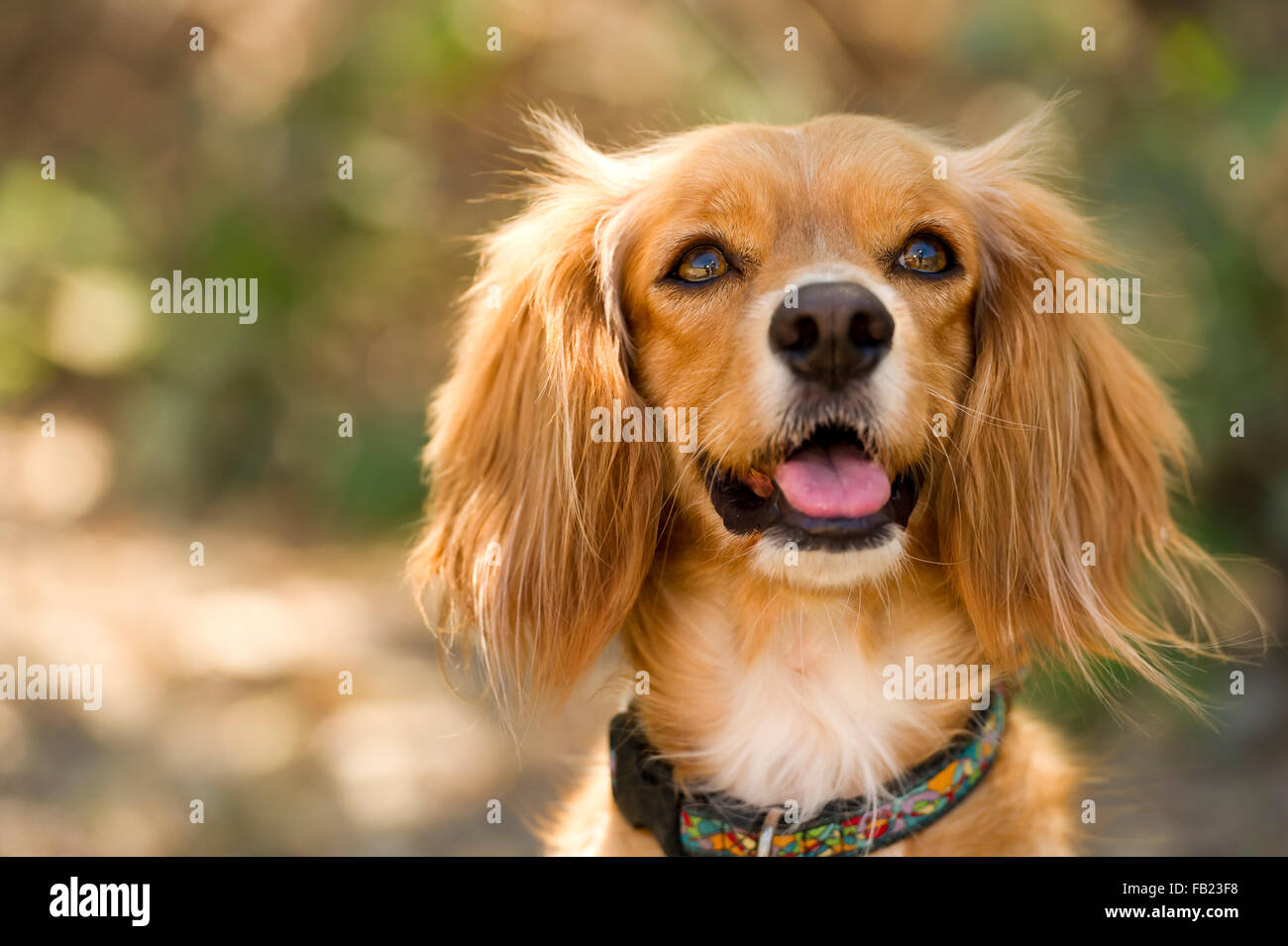 Cocker Spaniel is a cute fluffy brown Cocker Spaniel outdoors looking