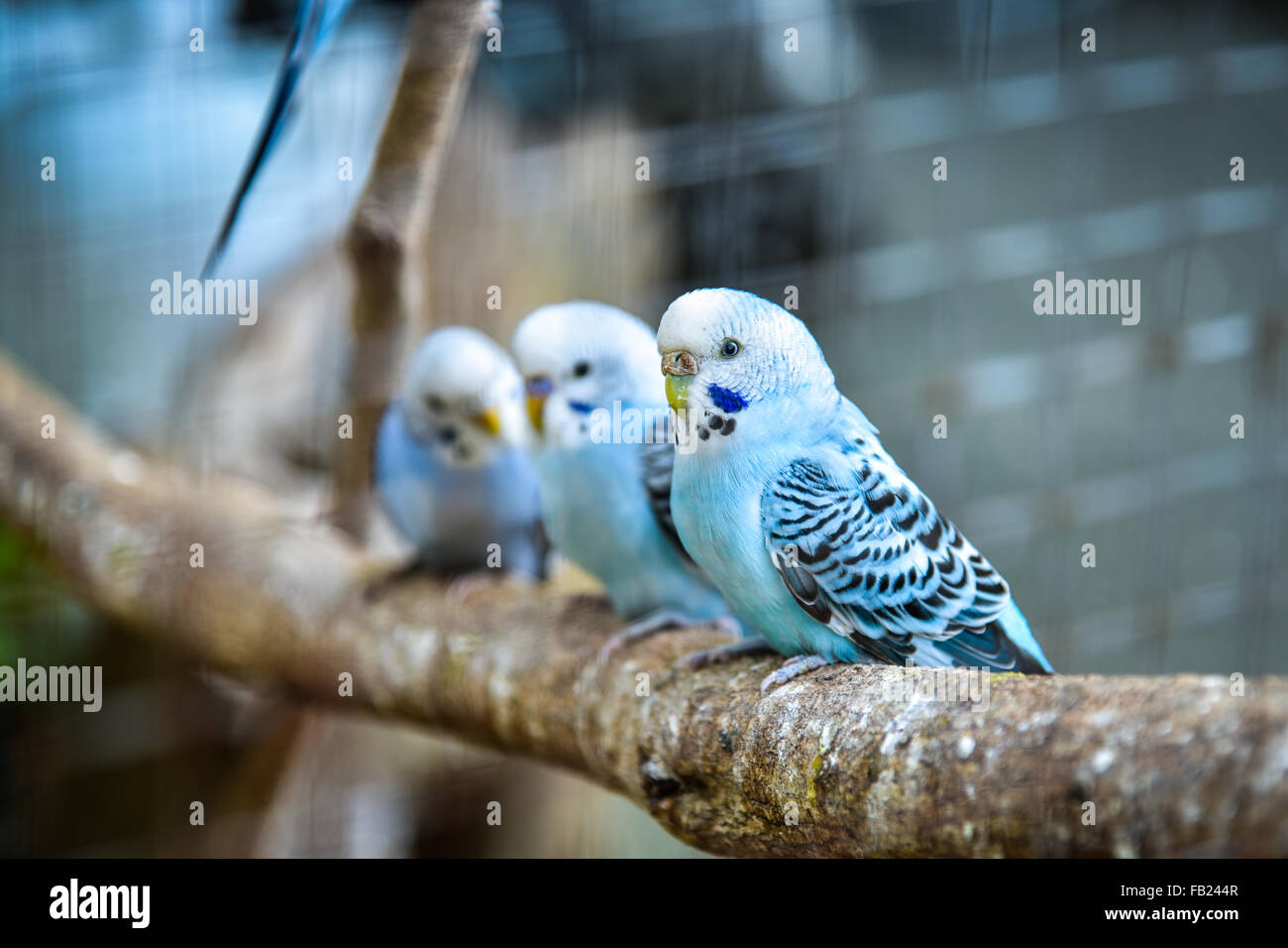 Budgies in a cage Stock Photo Alamy
