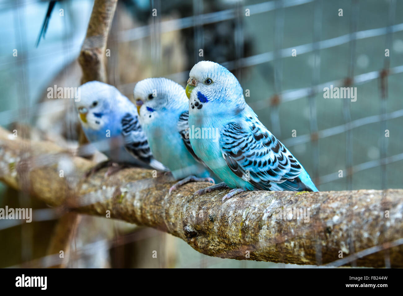 Budgies in a cage Stock Photo Alamy