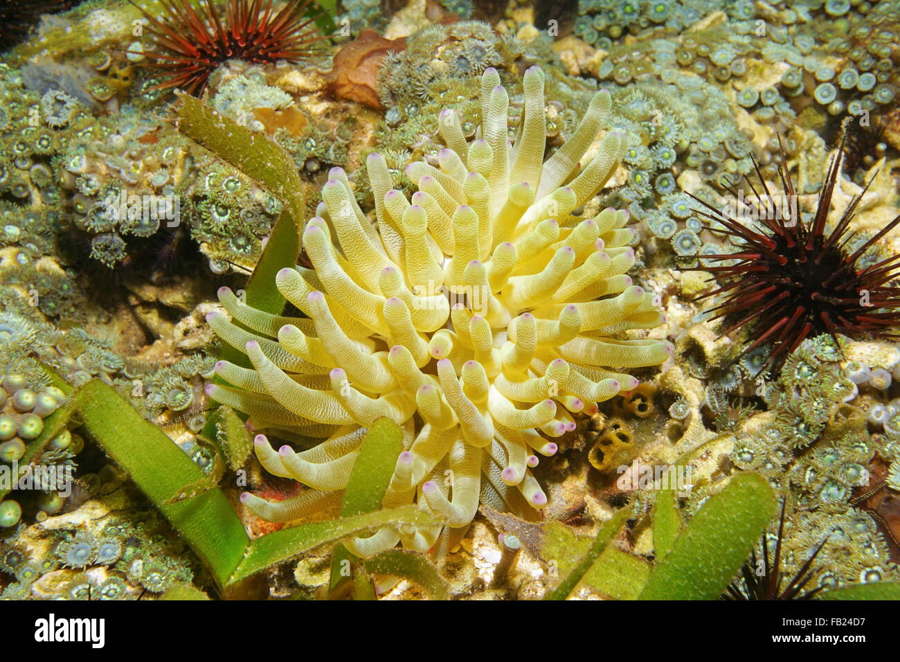 A Condy anemone, Condylactis gigantea, on the seabed in the Caribbean sea, Central America, Panama Stock Photo