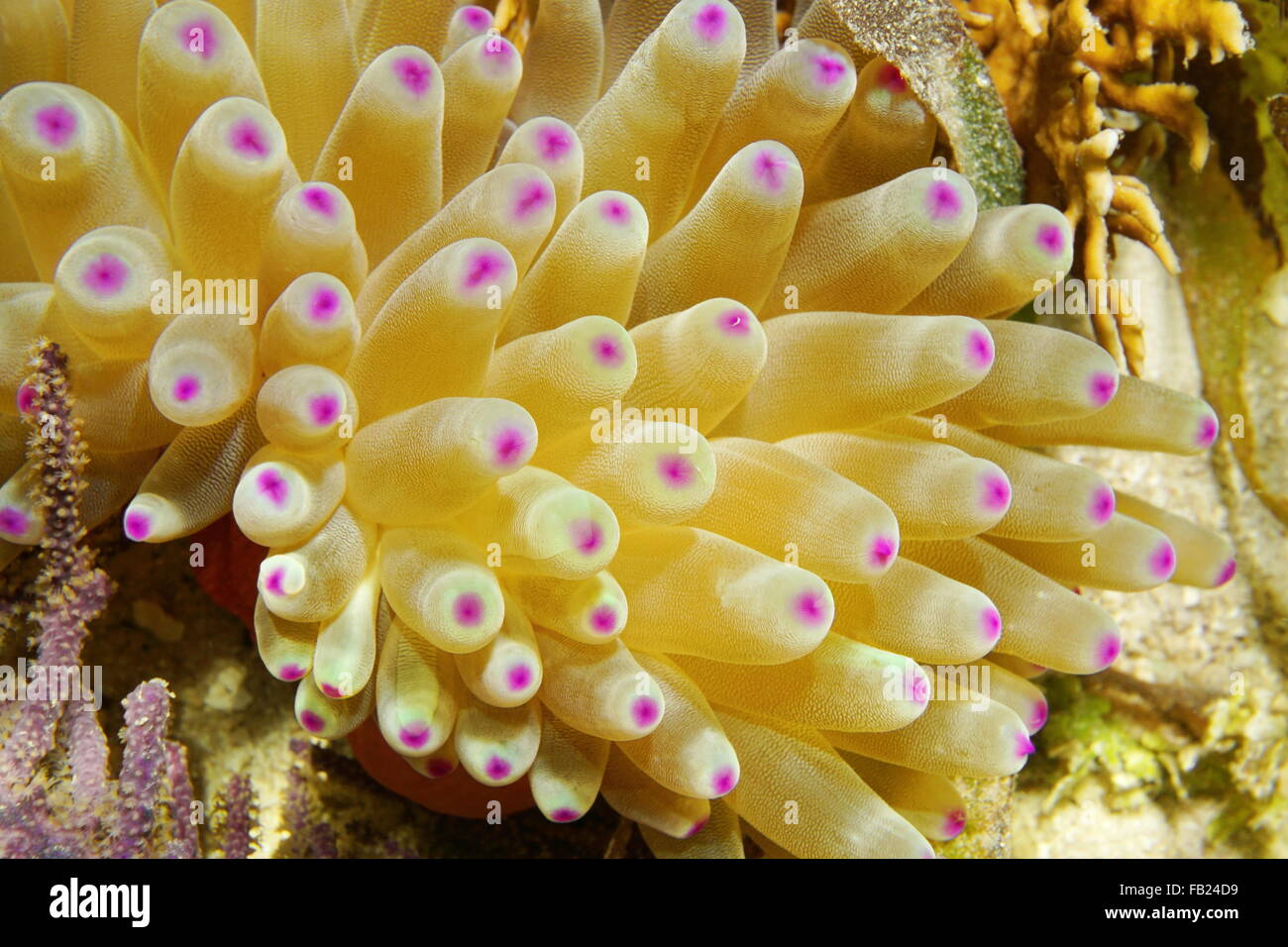 Underwater marine life, tentacles of a Condy anemone, Condylactis gigantea, Caribbean sea, Costa Rica Stock Photo
