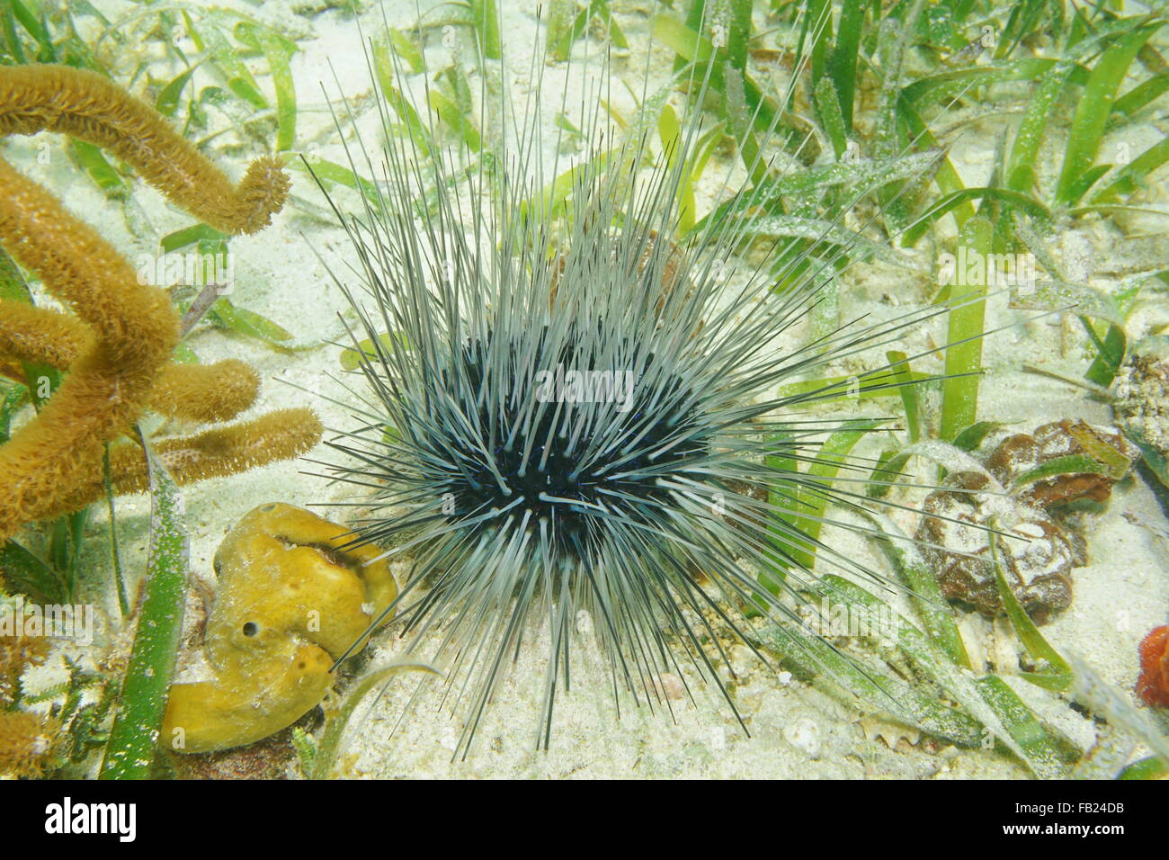 Long spined sea urchin underwater on the seafloor, Caribbean sea, Central America Stock Photo