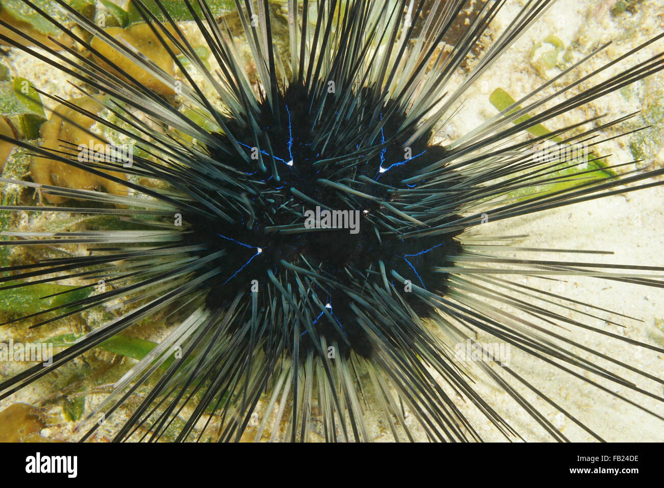 Blue lines of a long spined urchin viewed from above, underwater on the seabed of the Caribbean sea, Costa Rica, Central America Stock Photo