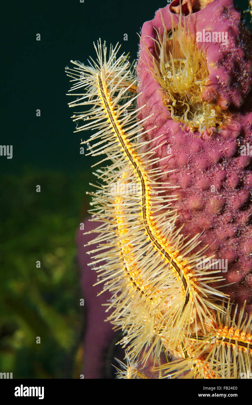 Close up of tentacle of a sponge brittle star, Ophiothrix suensoni, on branching tube sponge, Caribbean sea Stock Photo