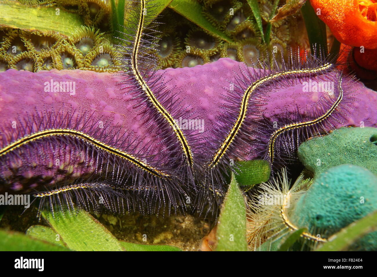 Underwater marine life, tentacles of a Suenson's brittle star over colorful sponge, Caribbean sea Stock Photo