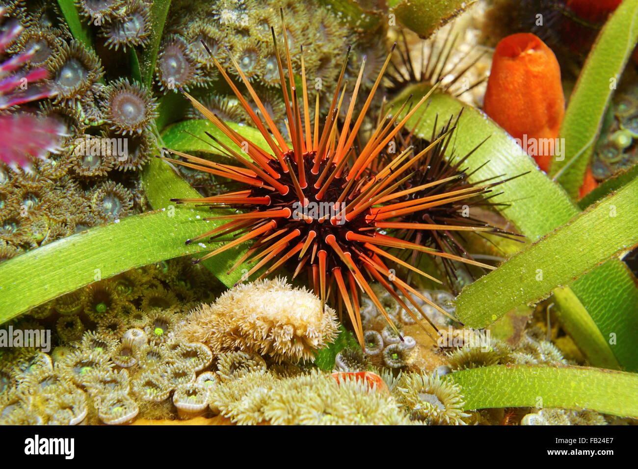 Underwater marine life, sea urchin Echinometra viridis, commonly called reef urchin, Caribbean sea, Central America Stock Photo