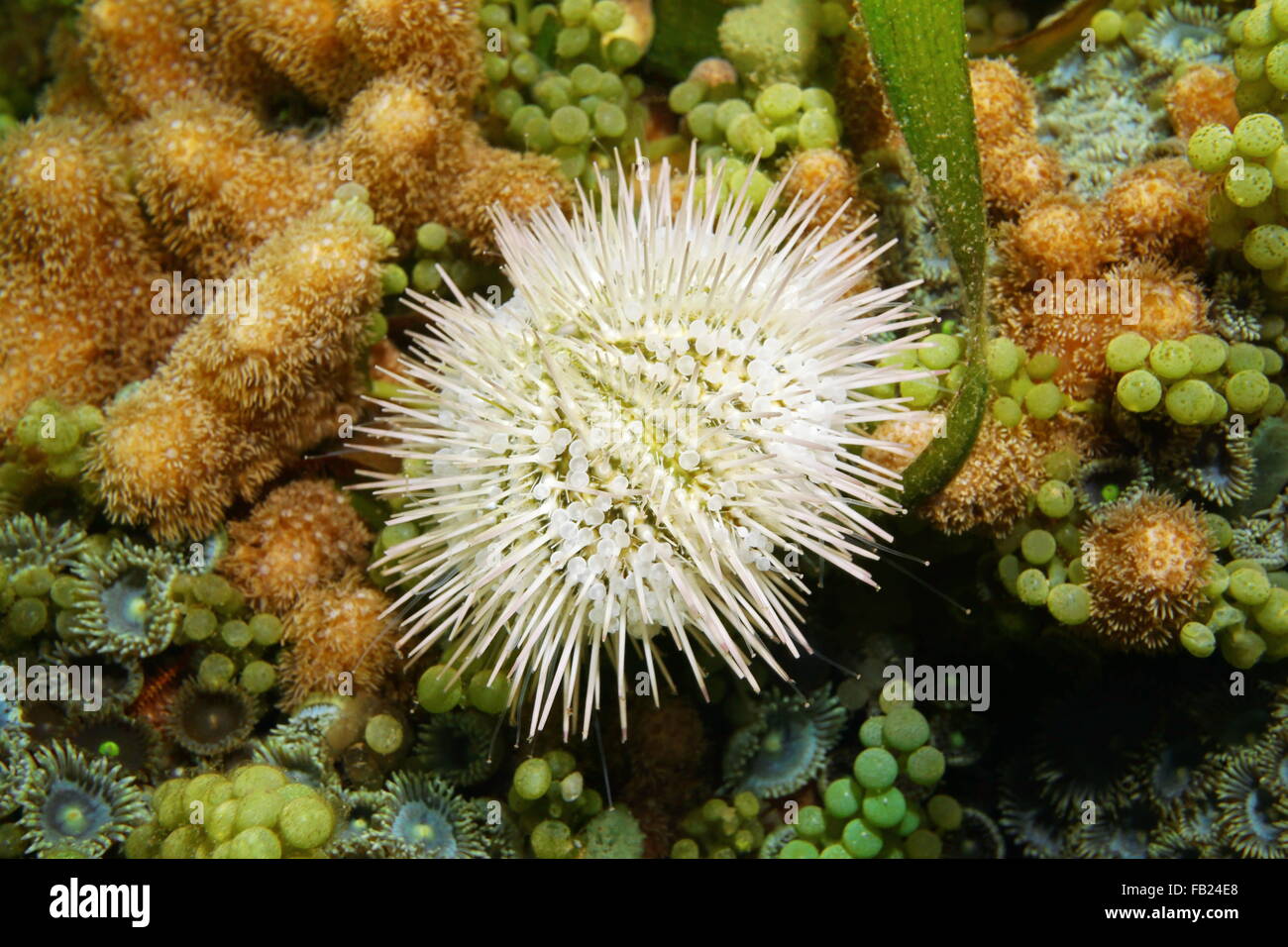 A variegated sea urchin or green sea urchin, Lytechinus variegatus, on the seabed in the Caribbean sea, Panama, Central America Stock Photo