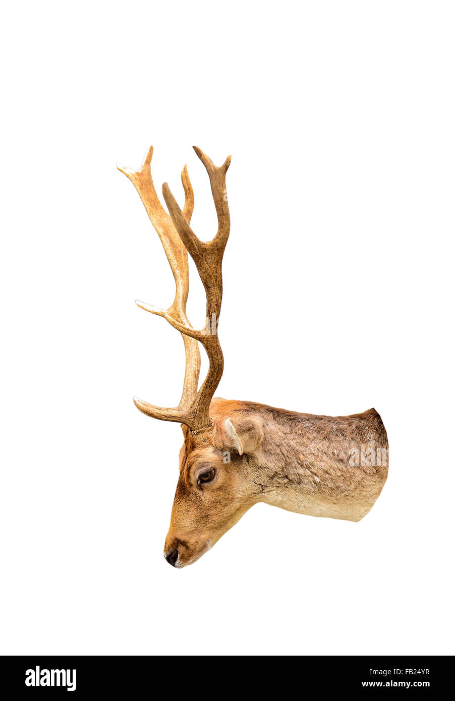 Deer head isolated on white background Stock Photo - Alamy