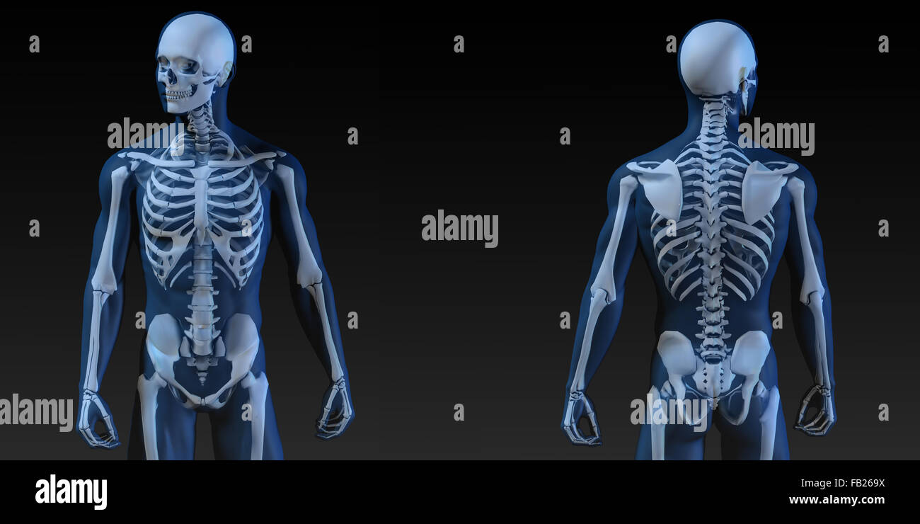 Medical Illustration of Human Body and Bones as Art Stock Photo