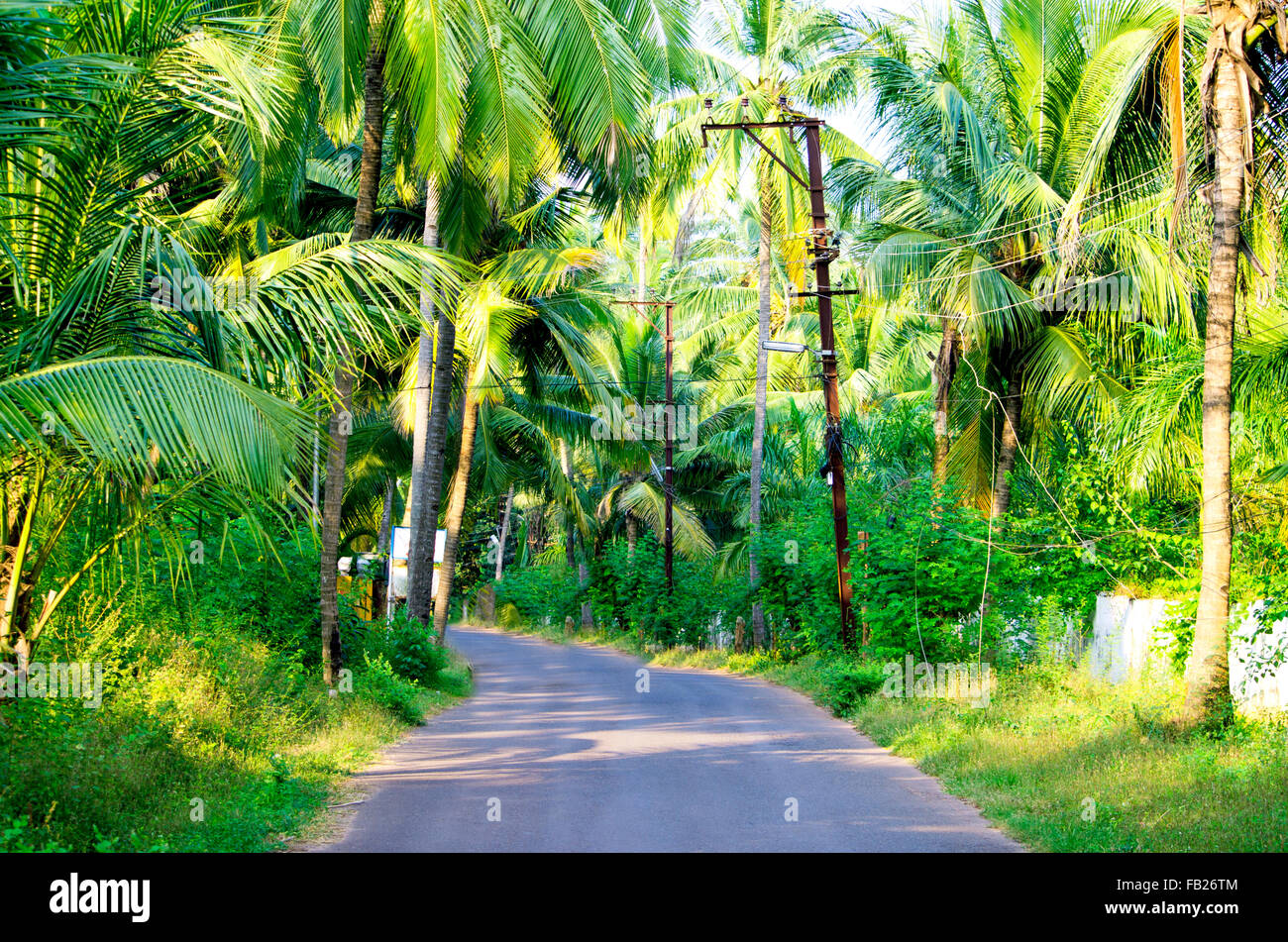 road in the village tropics the nature,the road,the street,the carriageway,asia,india,the indian village,palm trees,the road Stock Photo