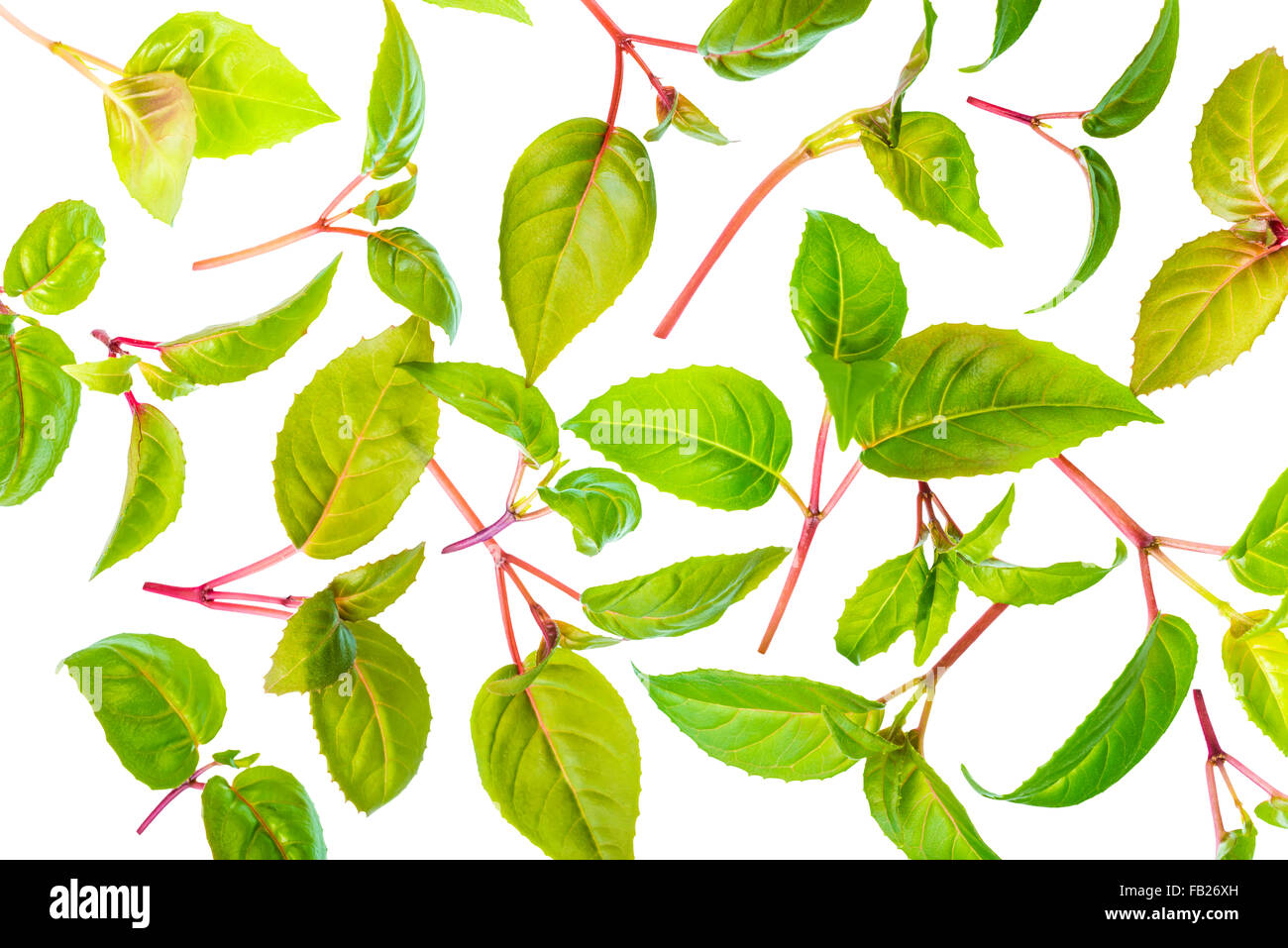 green leaves of seedling fuchsia is isolated on white background, closeup Stock Photo