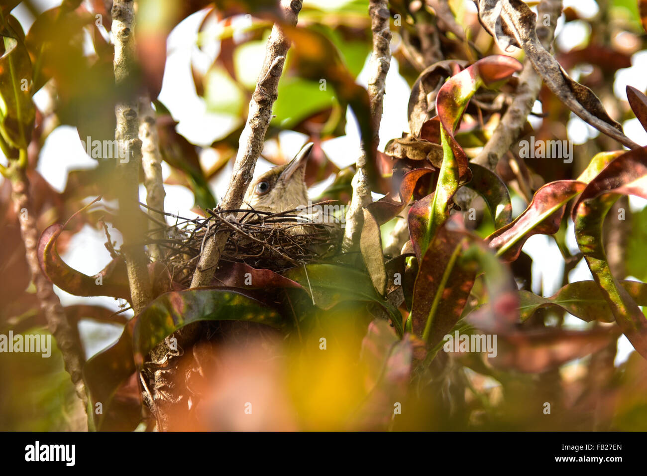 Bird brood in the nest Stock Photo Alamy