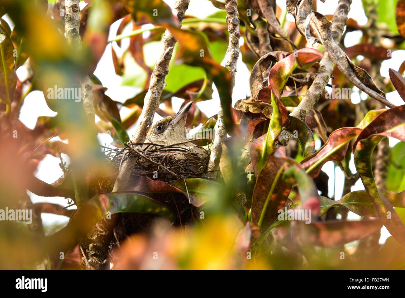 Bird brood in the nest Stock Photo Alamy