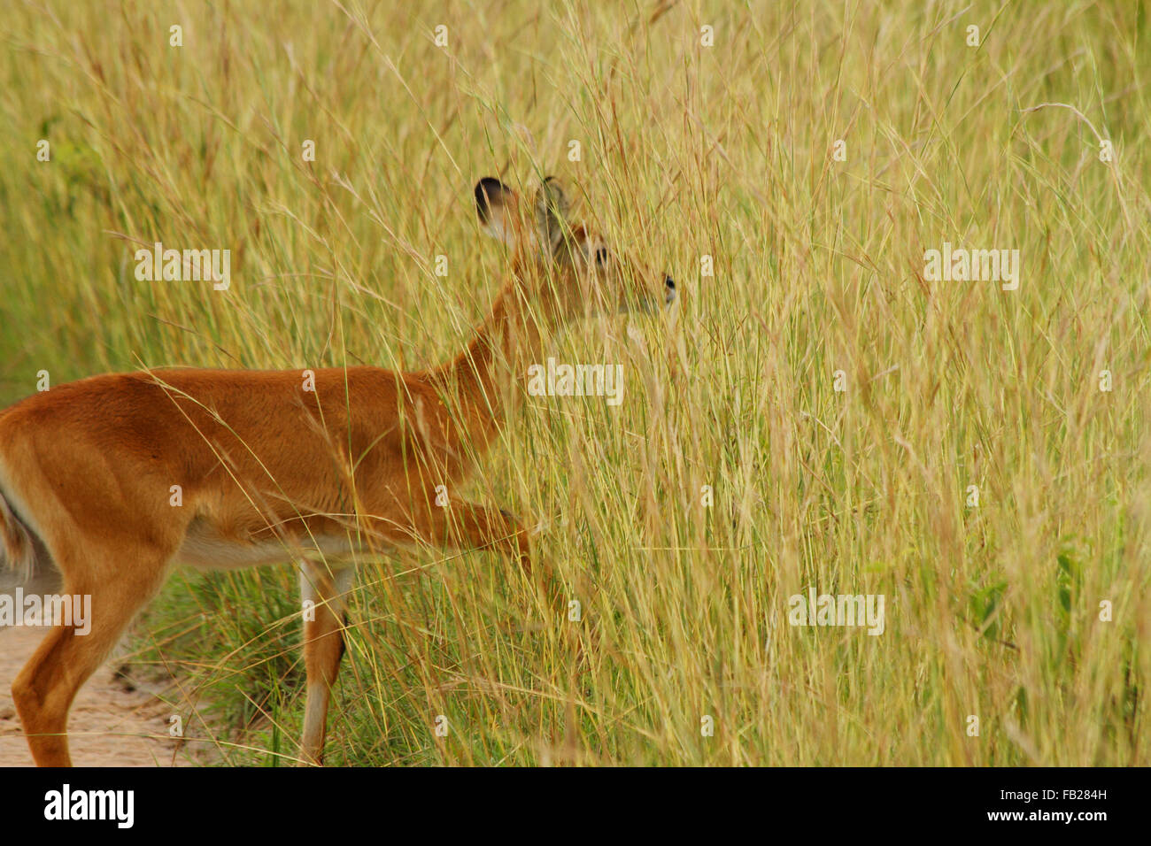 A female Kob steps into the camoflague of the Ugandan grassland to hide. Stock Photo
