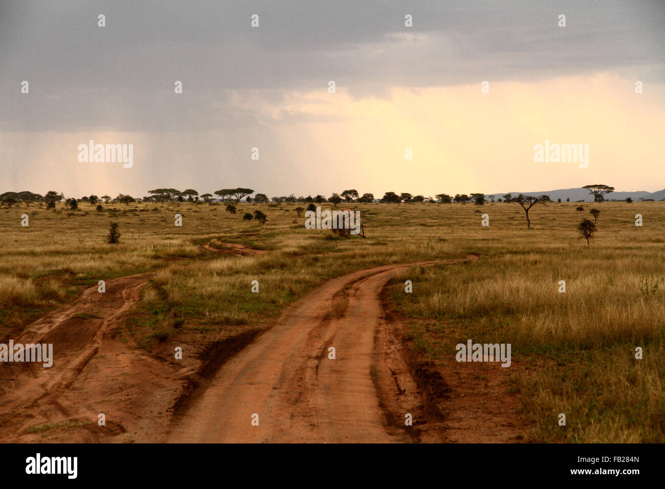 A fork in the road through the savannah Stock Photo Alamy