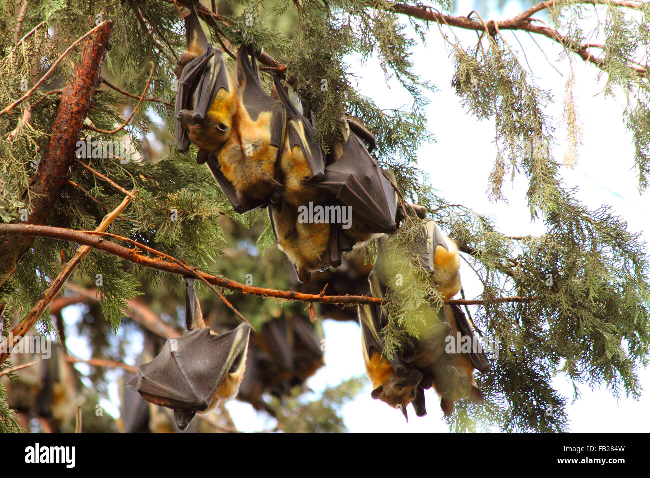Fruit Bats resting in a tree during the day in Kigali, Rwanda Stock ...
