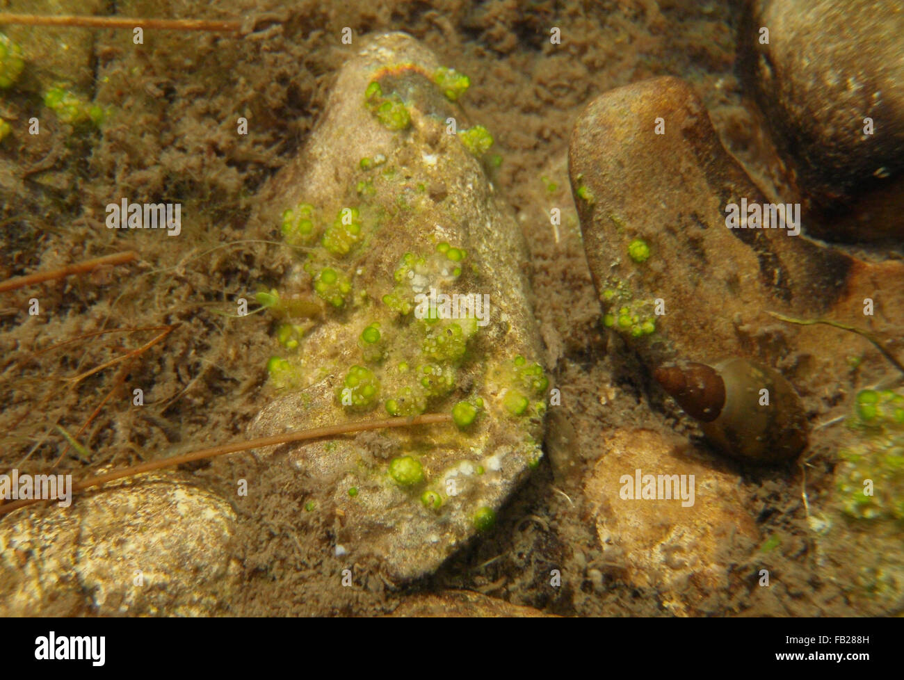 Large pebble with green globular jelly lumps (probably colonies of blue