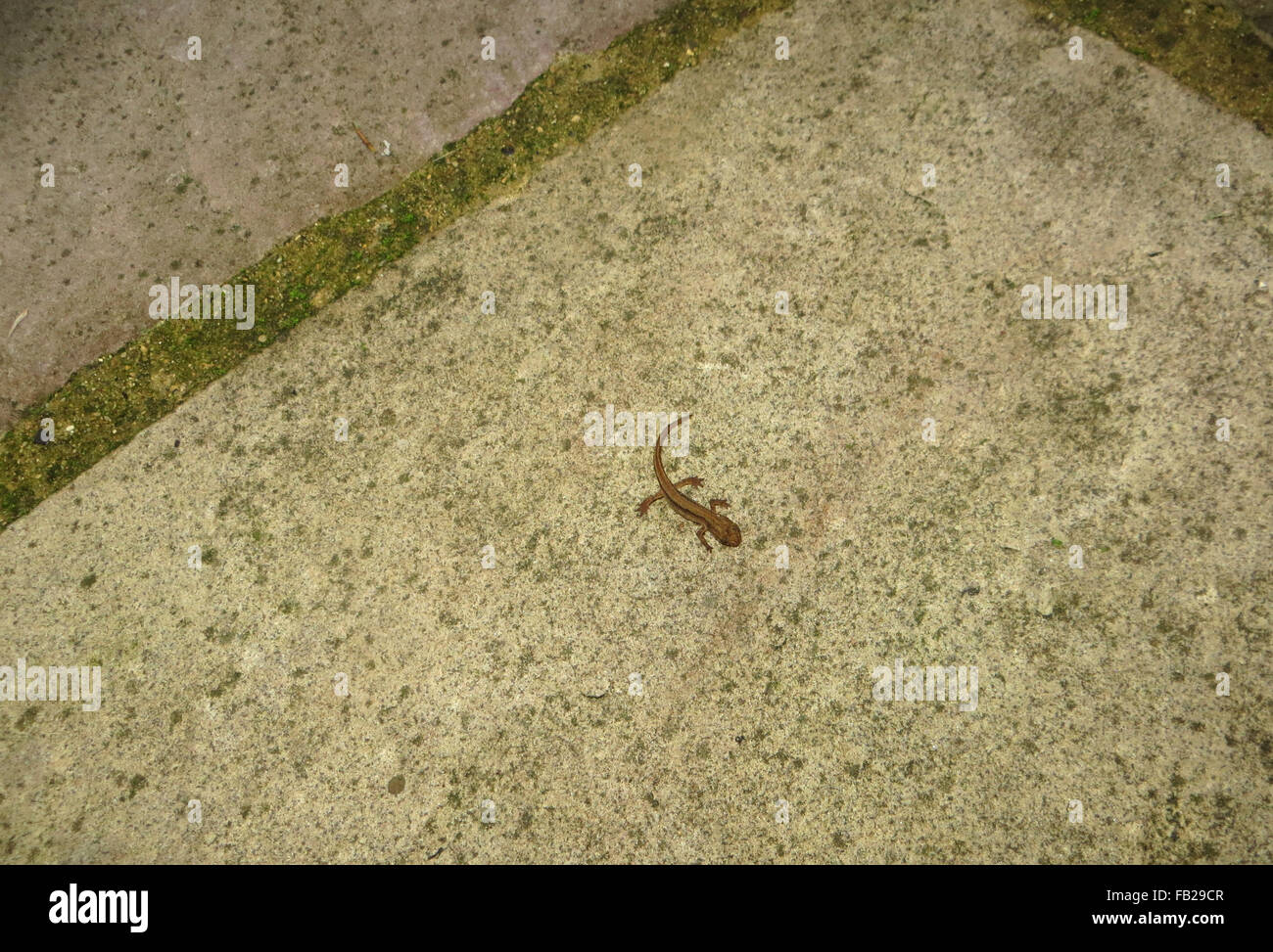 Young smooth newt (Lissotriton vulgaris) on a limestone paving slab Stock Photo