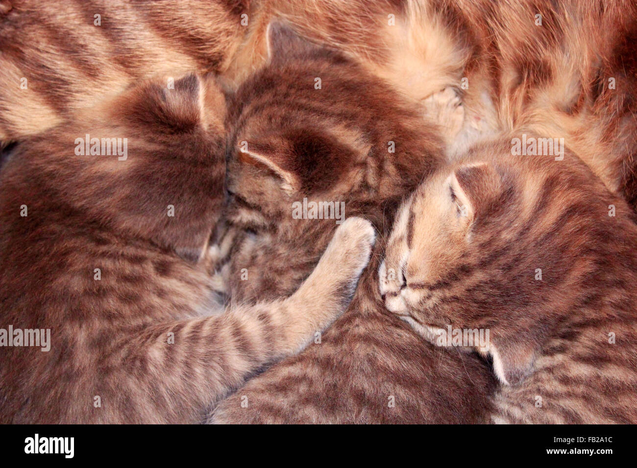 newborn kittens of Scottish Straight breed on their mother Stock Photo