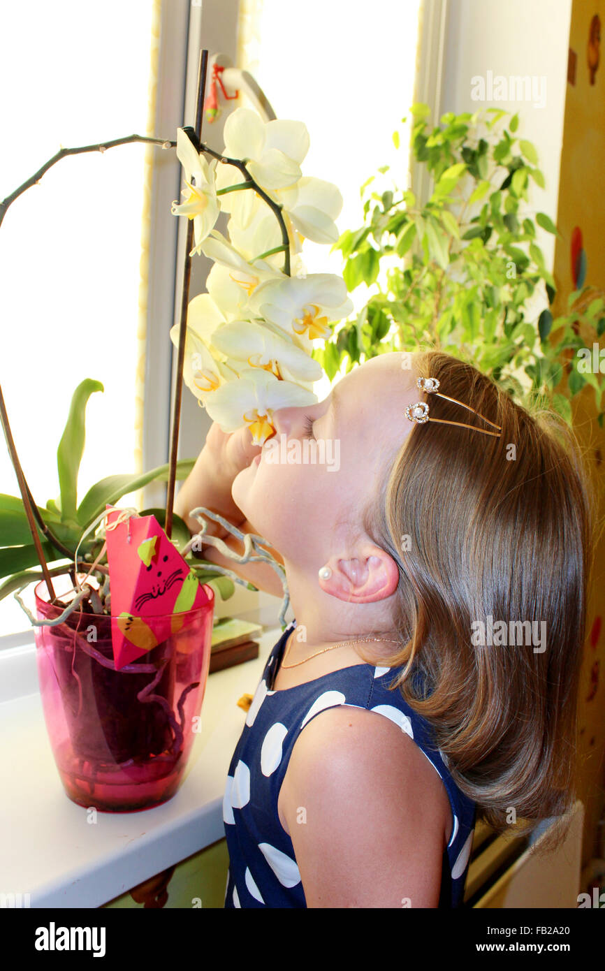 little girl smells orchid on the windowsill in the room Stock Photo