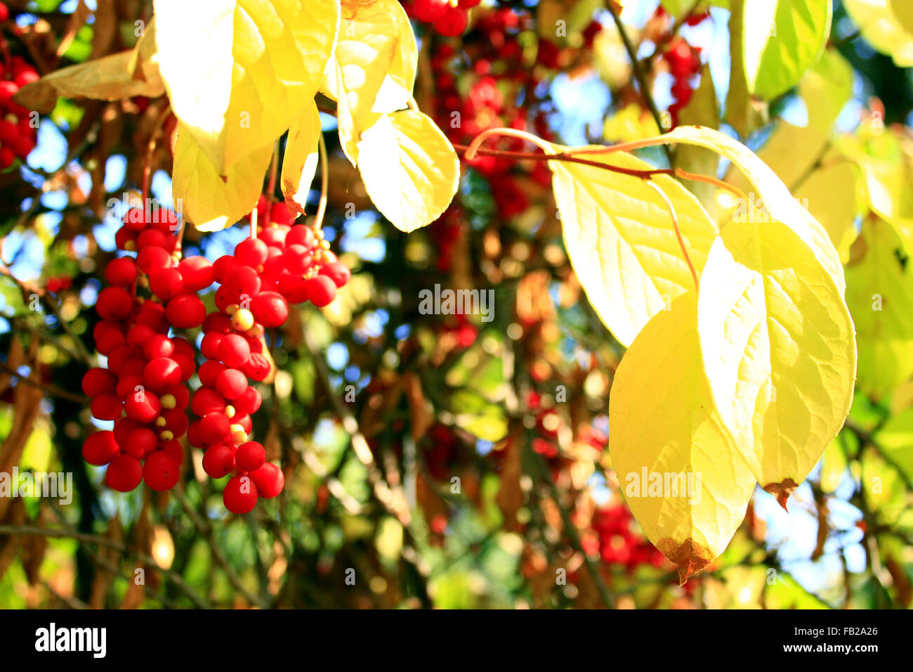 Branches red ripe schisandra in hi-res stock photography and images - Alamy
