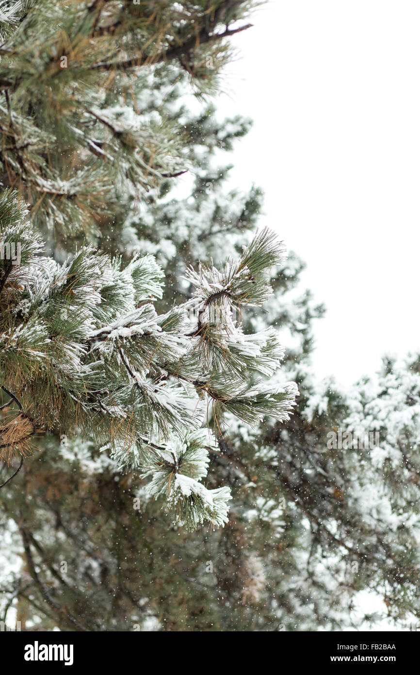 Snowy branches of pine tree isolated on white background. Christmas ...