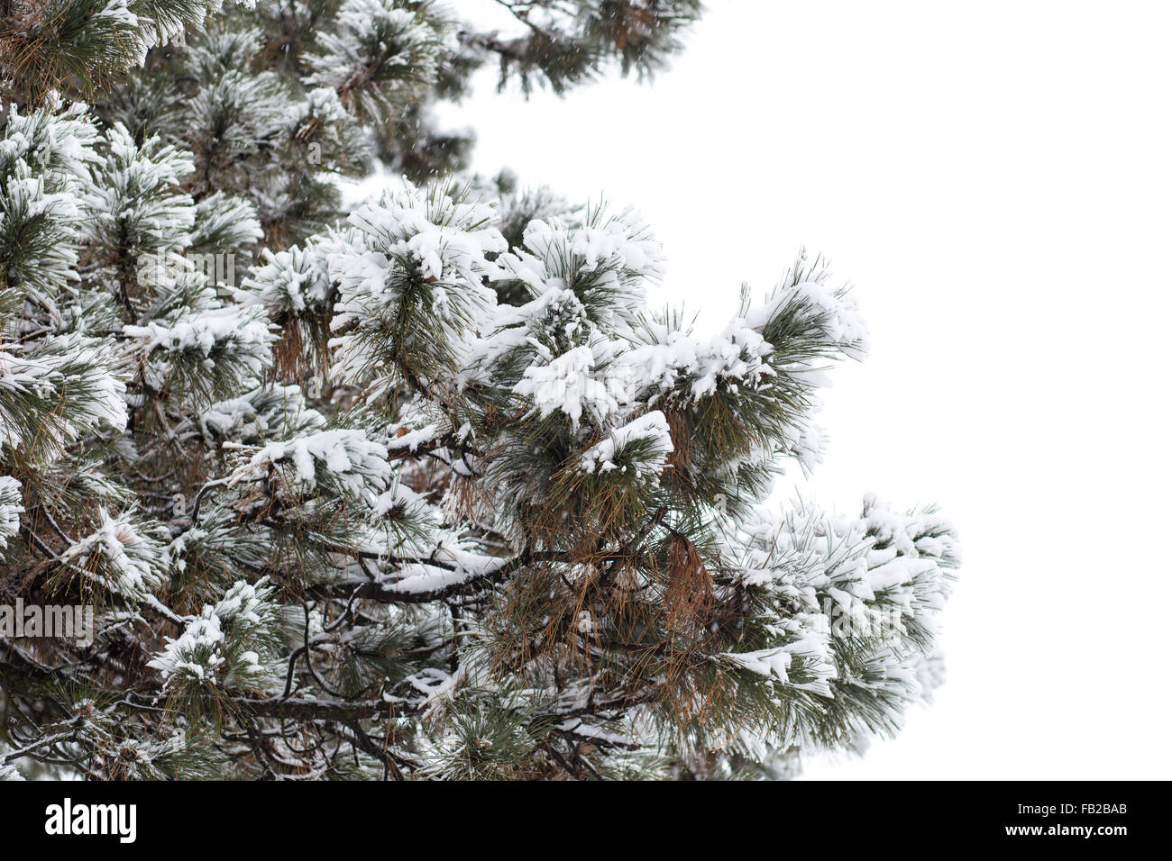 Snowy branches of pine tree isolated on white background. Christmas ...