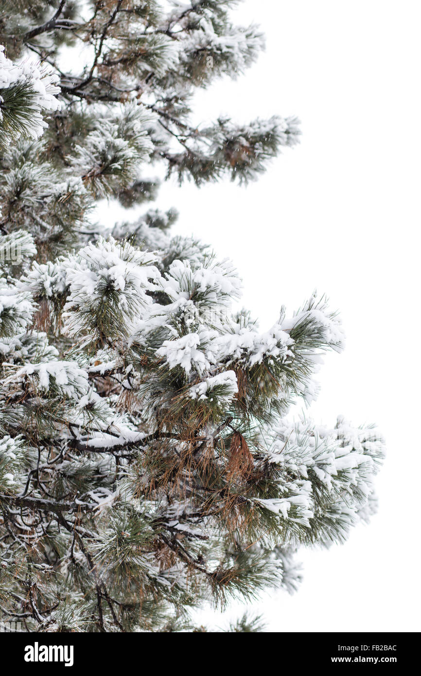 Snowy branches of pine tree isolated on white background. Christmas ...