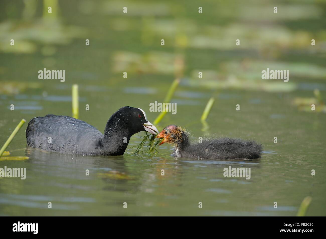 Black Coot Common Coot Eurasian Coot (Fulica atra) feeding chick