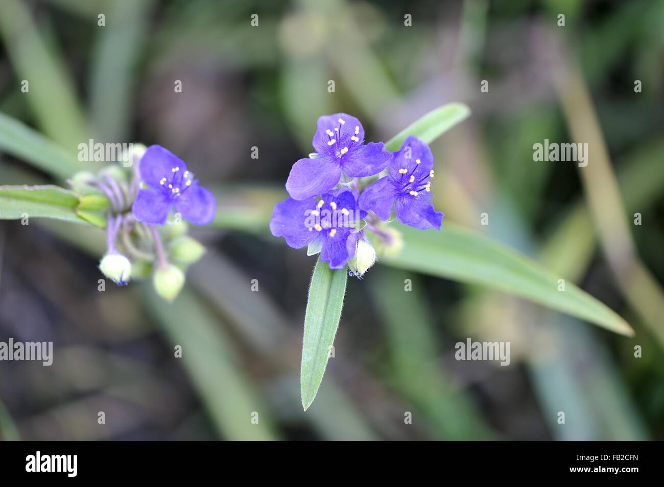 Virginia Spiderwort - Lady's Tears (Tradescantia virginiana) native to the eastern of USA flowering in summer Stock Photo