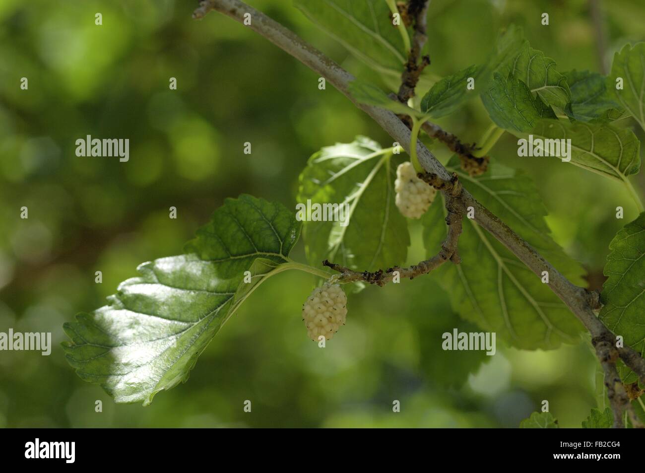 White Mulberry - Common Mulberry - Silkworm Mulberry (Morus alba) native to northern China in fruit in summer Provence - France Stock Photo