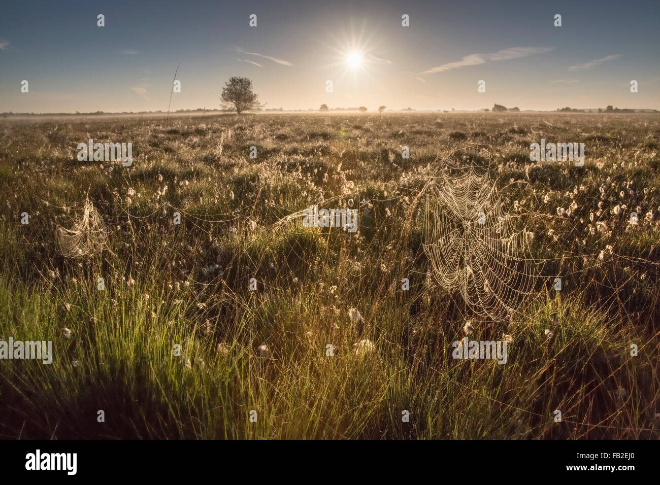 Netherlands, Zwartemeer, Nature reserve Bargerveen. High moor or peat moor. Sunrise, Cotton grass. Spider web Stock Photo