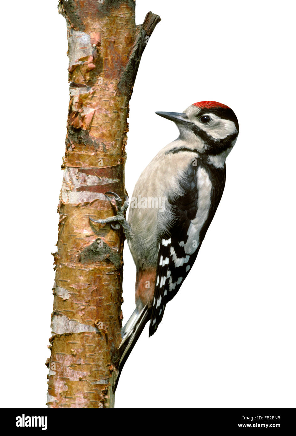 Great Spotted Woodpecker - Dendrocopus major - juvenile. Stock Photo